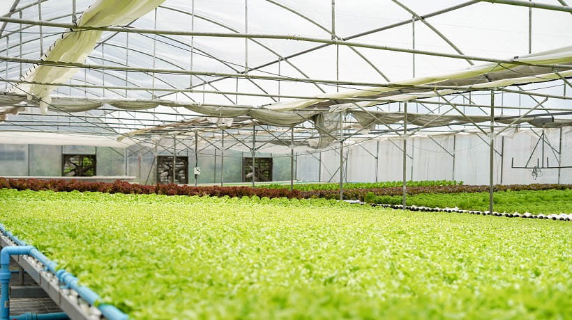 Ứng dụng giải pháp nông nghiệp thông minh để thực hiện chuyển đổi số trong ngành trồng hoa lan